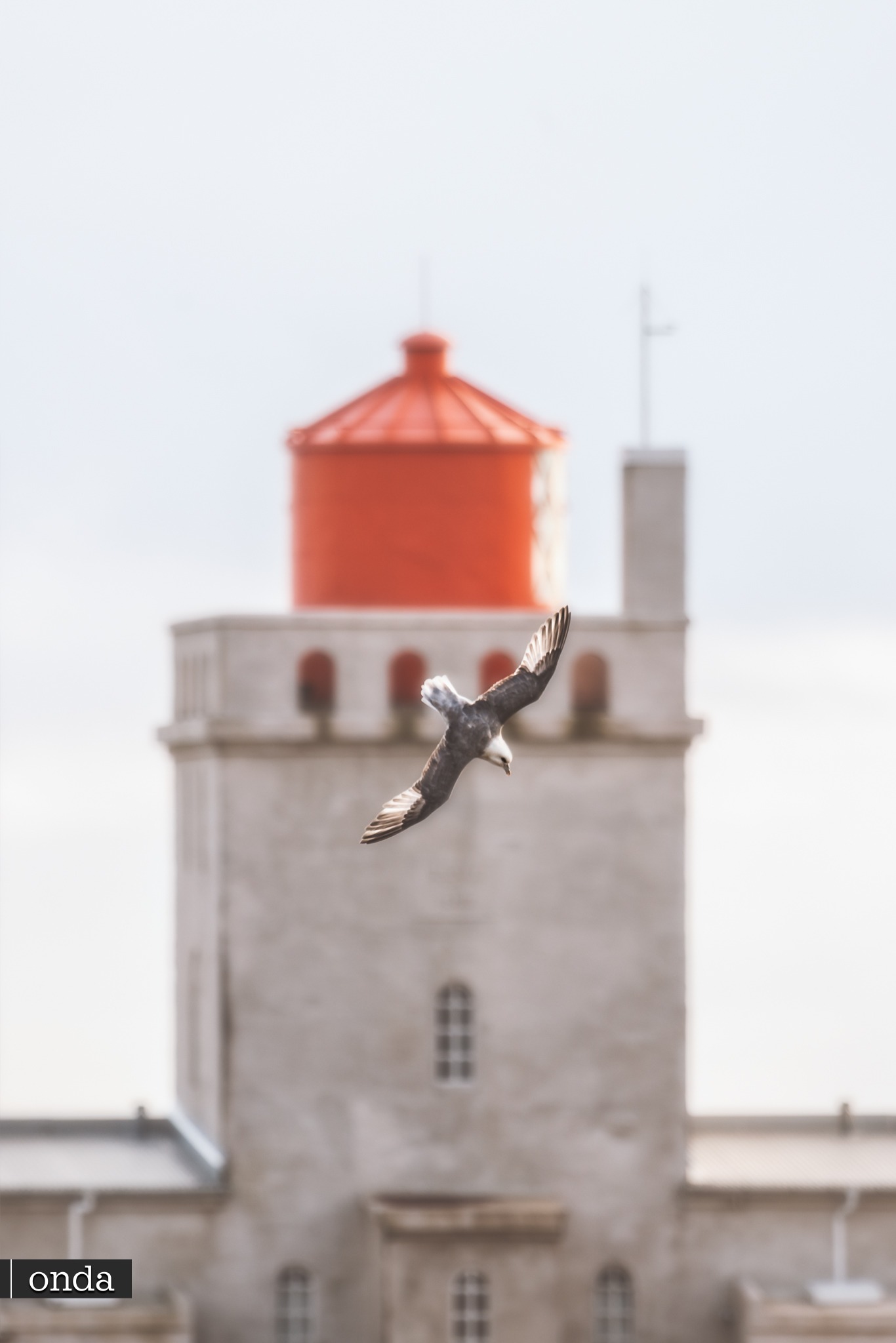 Península de Dyrhólaey - Islandia