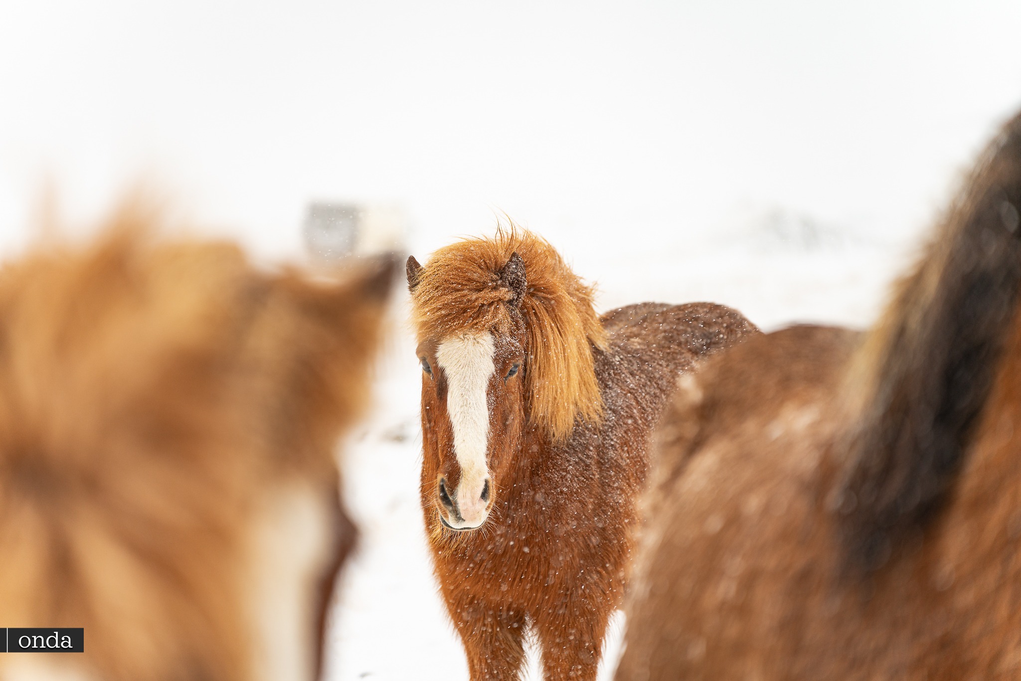 Iceland Interior / Highlands of Iceland
– guide