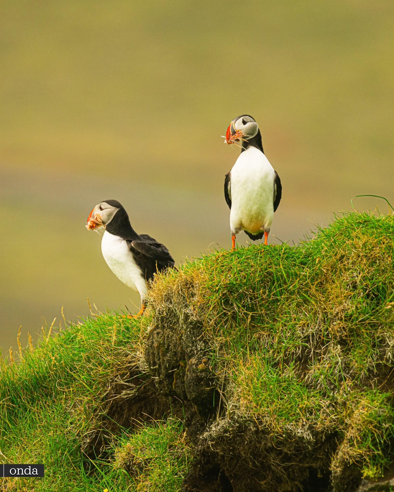Frailecillos en la península de Dyrhólaey Ring Road blog sobre Islandia