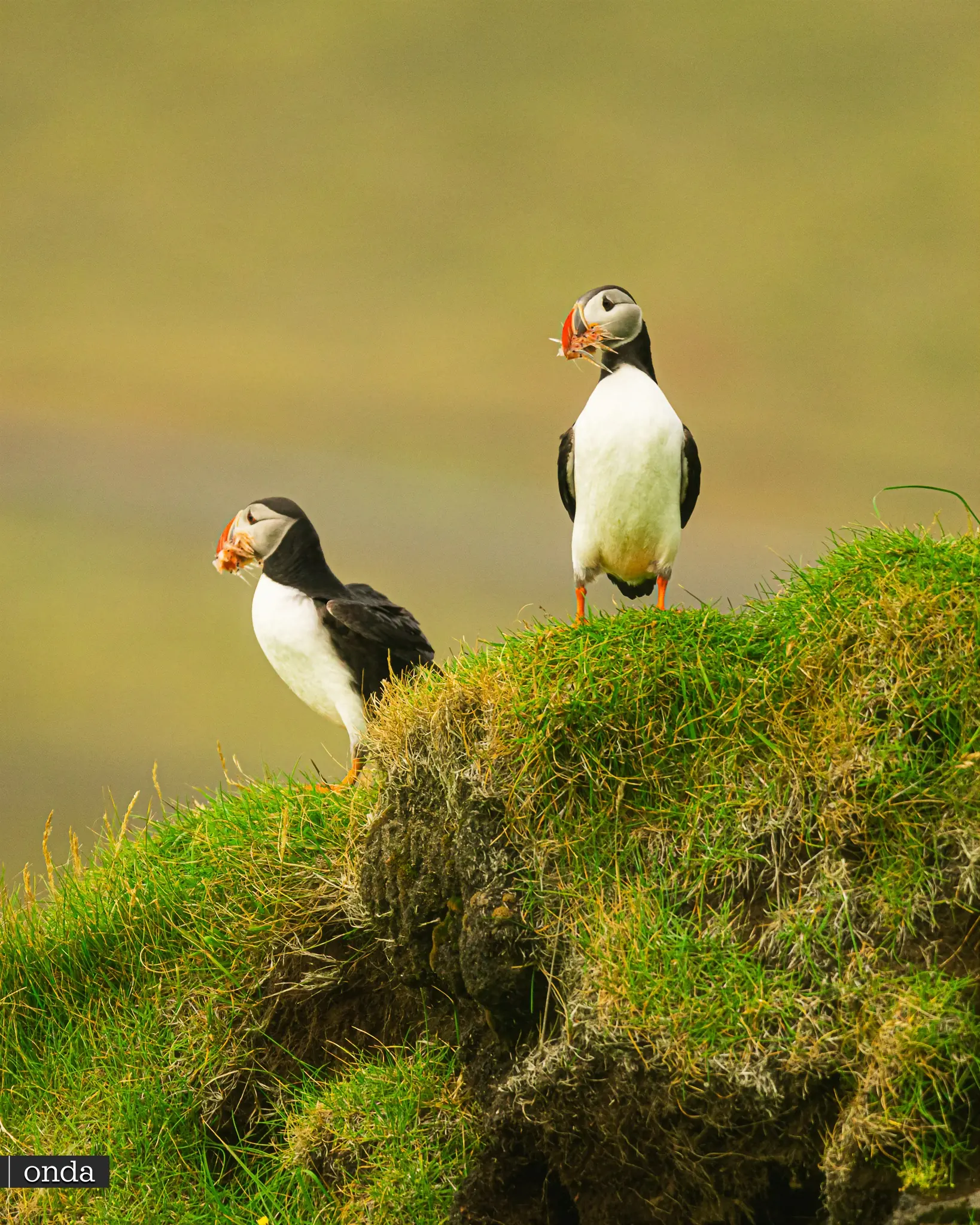 Puffins - Islandia by OndaTravel.pl