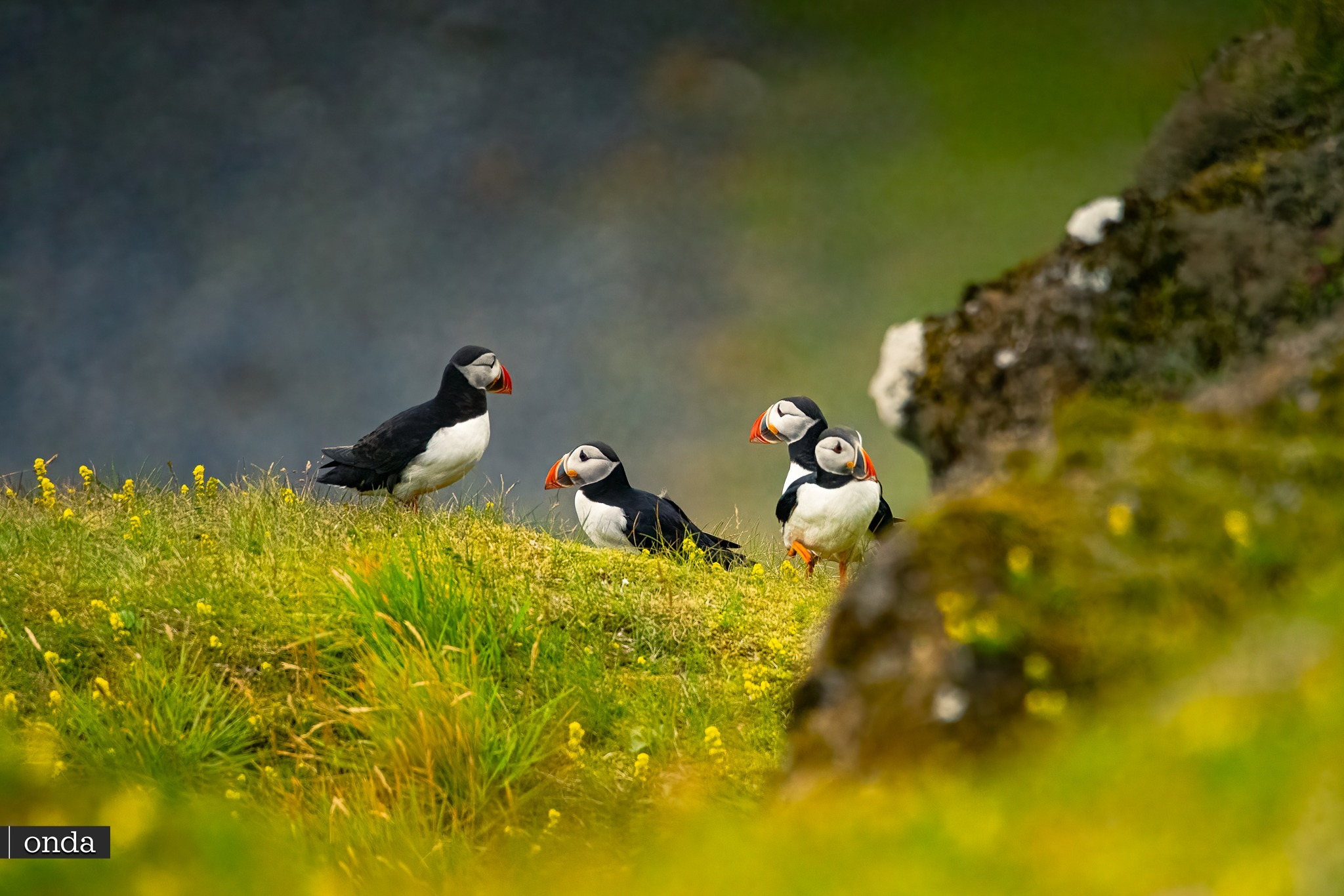 Frailecillos en la península de Dyrhólaey Ring Road blog sobre Islandia