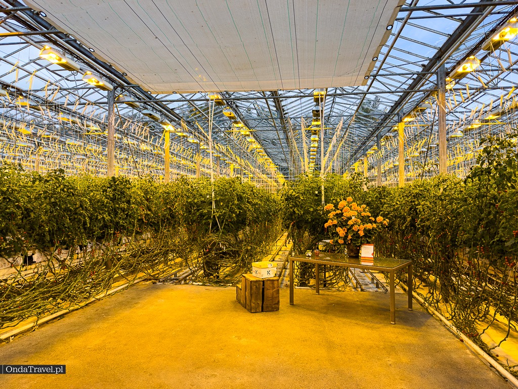 Restauracja Fridheimar Fridheimar Reykholt Islandia by OndaTravel.pl 2 - OndaTravel.pl -