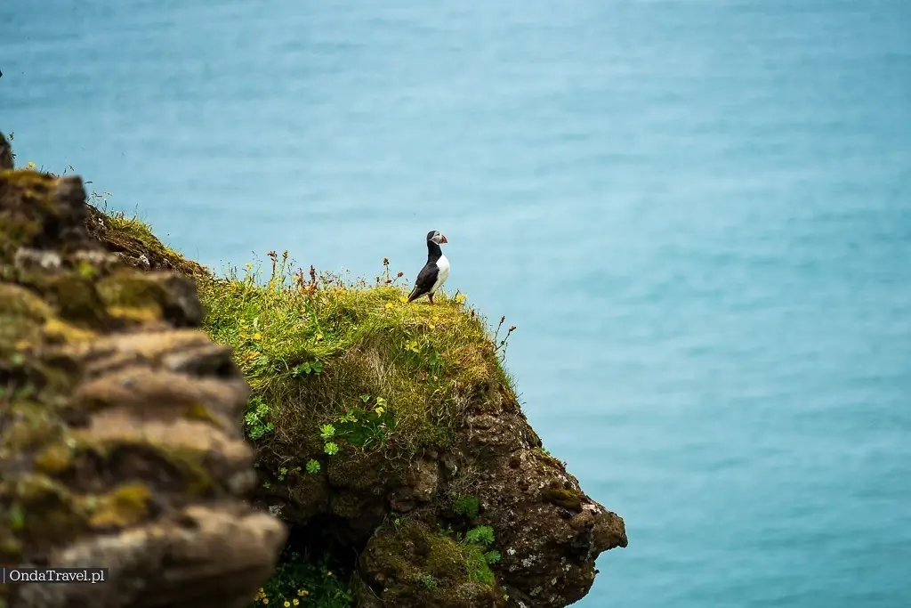 Puffiny. Maskonury na Dyrholaey by OndaTravel.pl — OndaTravel.pl