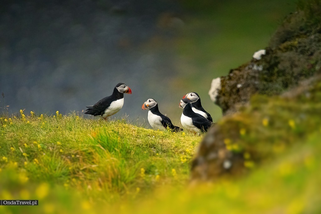 Puffins - frailecillos - viajes por carretera por Islandia con OndaTravel.pl