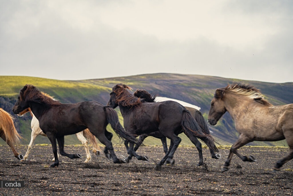 Caballos islandeses — foto privada de OndaTravel.pl