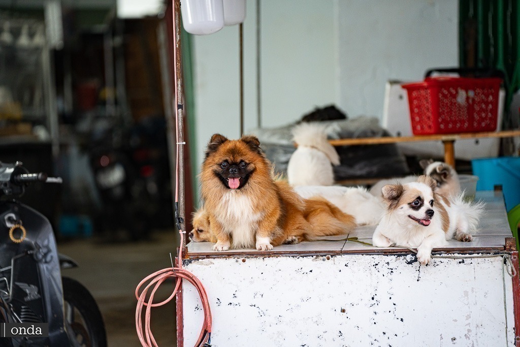 Vietnam Duong Dong Night Market – Dương Đông Night Market on Phu Quoc island by OndaTravel.pl