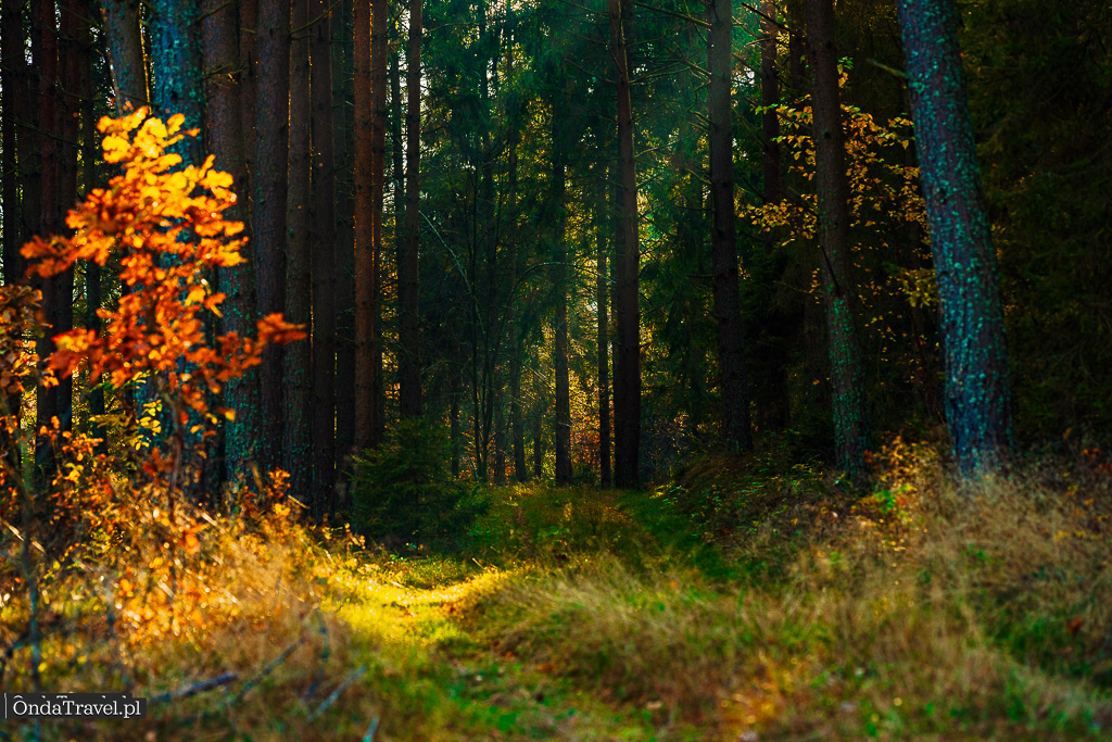 Jelenia Góra i Paraszyńskie Wąwozy - Strzebielino. Nadleśnictwo Strzebielino i Paraszyno Pomorskie