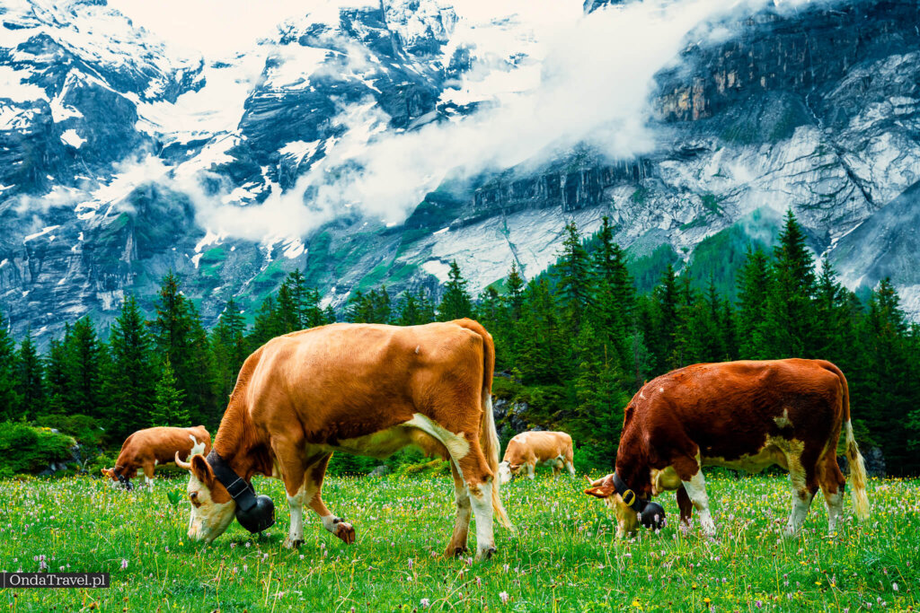 前往厄希嫩湖步道上的高山奶牛——OndaTravel 私人拍摄