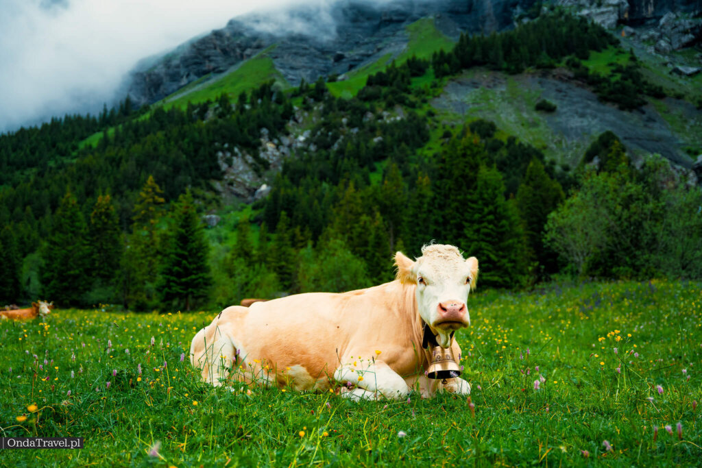 前往厄希嫩湖步道上的高山奶牛——OndaTravel 私人拍摄