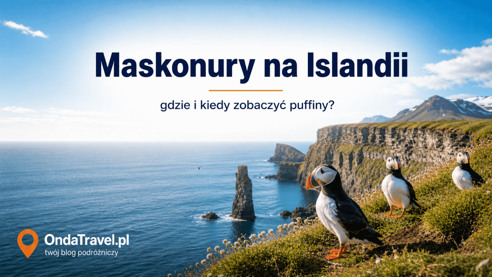 Maskonury na Islandii na klifie nad oceanem – przewodnik gdzie i kiedy zobaczyć puffiny