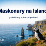 Maskonury na Islandii na klifie nad oceanem – przewodnik gdzie i kiedy zobaczyć puffiny
