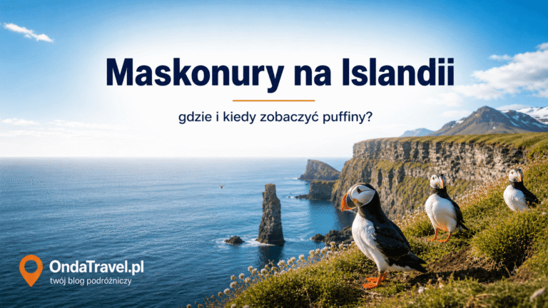 Puffins in Iceland on coastal cliffs - guide to where and when to see them