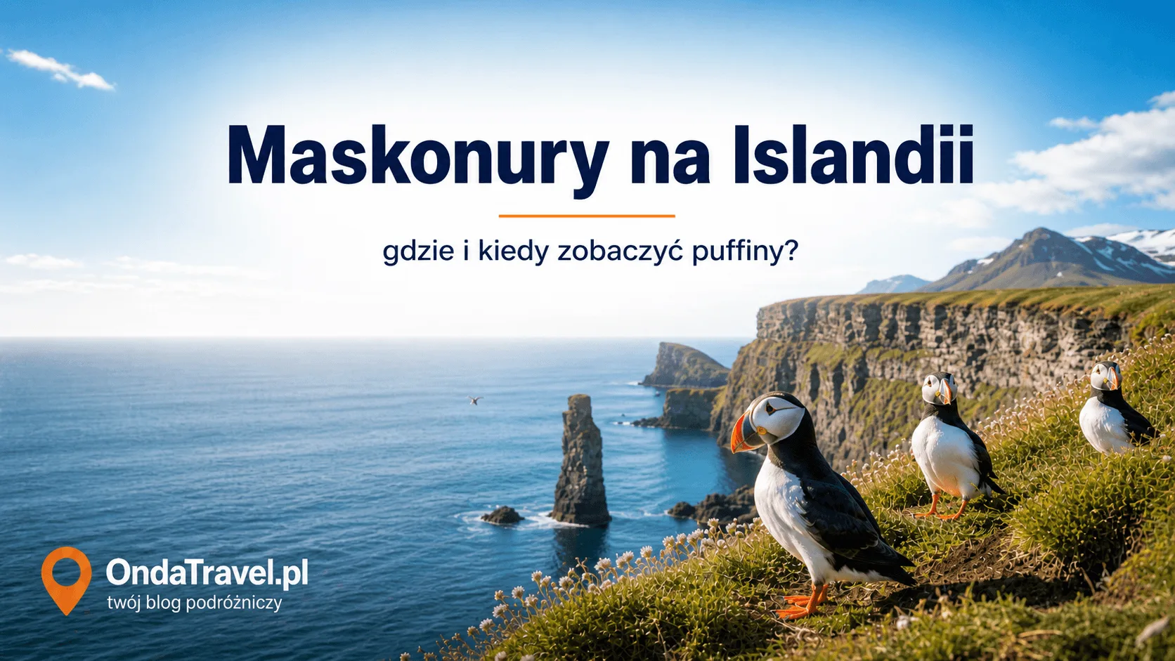 Maskonury na Islandii na klifie nad oceanem – przewodnik gdzie i kiedy zobaczyć puffiny
