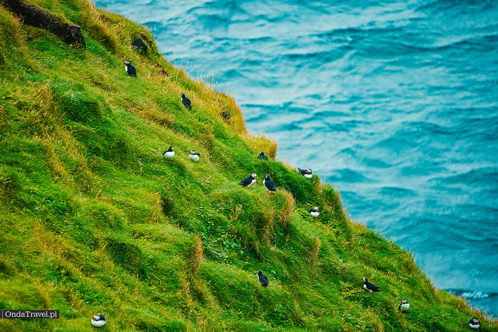 海雀坐在冰岛 Vestmannaeyjar 岛绿色斜坡的草地上