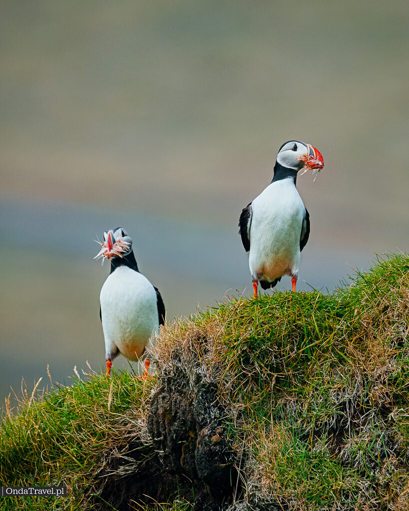 冰岛 Vestmannaeyjar 青草悬崖上的海雀嘴里叼着鱼