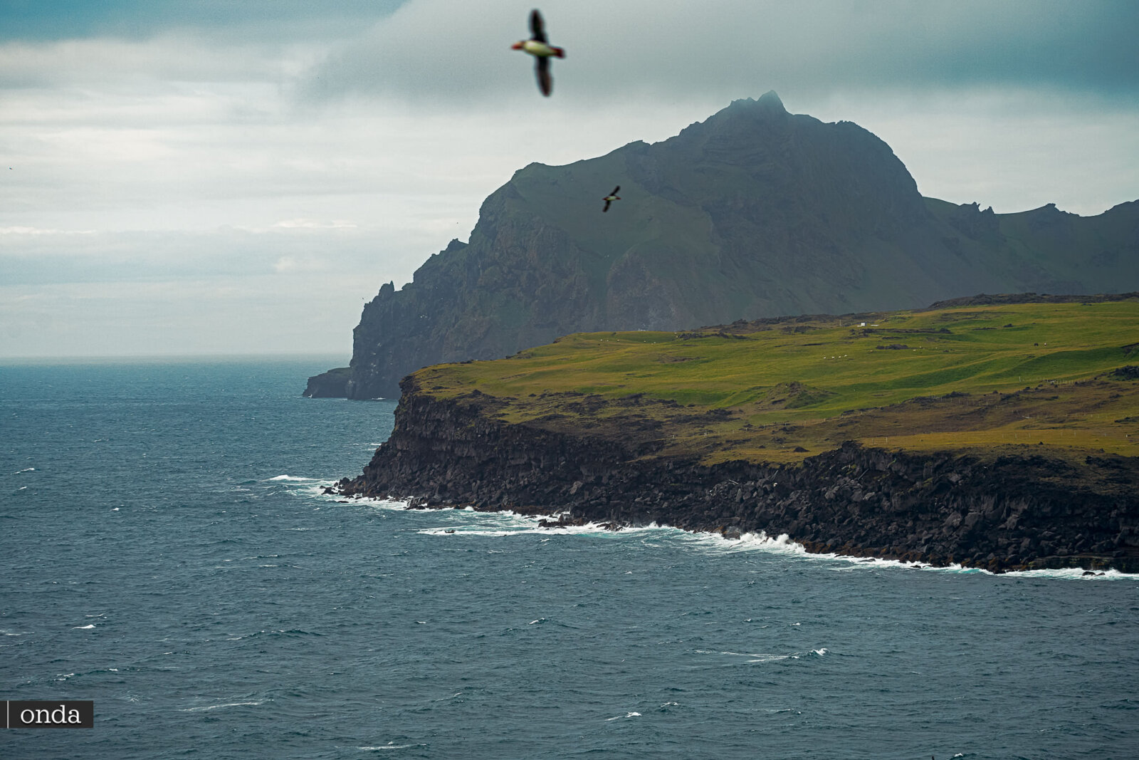 Vestmannaeyjar 群岛的绿色悬崖和海岸，海边有鸟类